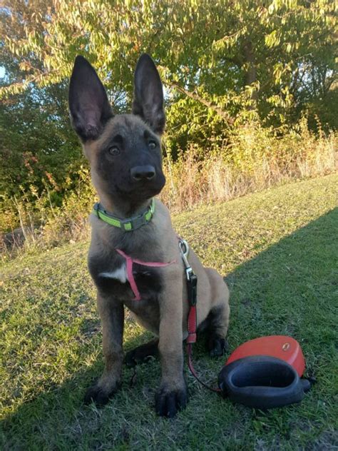 A deposit of $500 dollars is needed to initiate the process. . Belgian malinois for sale
